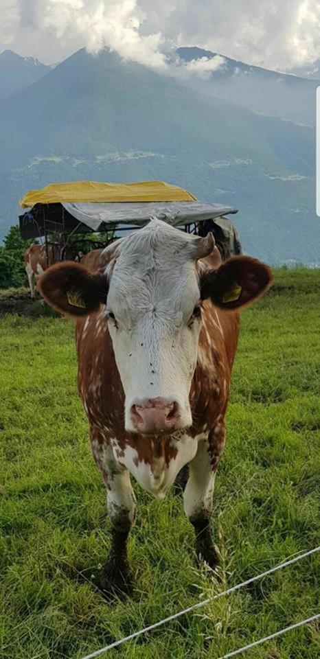 Del Contadino Sondrio